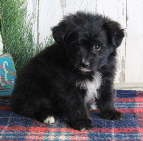 Pomapoo For Sale Millersburg OH Female-Rosy