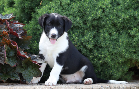 Labrador Retriever Mix For Sale Sugarcreek, OH Male- Marco
