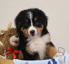 AKC Registered Bernese Mountain Dog For Sale Brinkhaven OH Male-Cameron