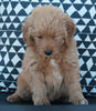 Mini Goldendoodle For Sale Applecreek OH Female-Poppy