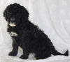 Standard Goldendoodle For Sale Sugarcreek OH Female-Sharla