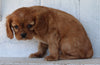 AKC Registered Cavalier For Sale Millersburg OH Female-Angie