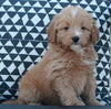 Mini Goldendoodle For Sale Applecreek OH Female-Jasmine