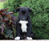 Labrador Retriever Mix For Sale Sugarcreek, OH Male- Marlow