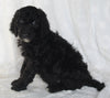 Stanndard Goldendoodle For Sale Sugarcreek OH Male-Stanley