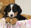 AKC Registered Bernese Mountain Dog For Sale Brinkhaven OH Female-Carly