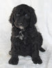 Stanndard Goldendoodle For Sale Sugarcreek OH Male-Stanley