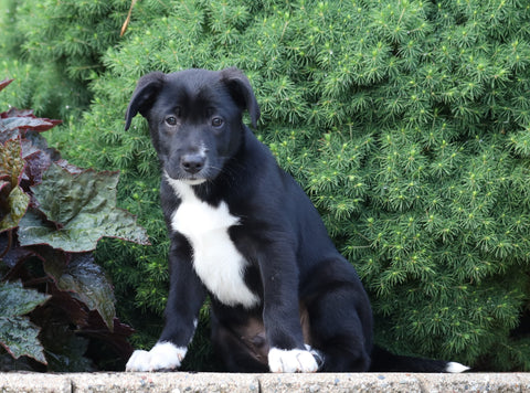 Labrador Retriever Mix For Sale Sugarcreek, OH Male- Marlow