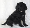 Standard Goldendoodle For Sale Sugarcreek OH Male-Shadow