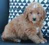 Mini Goldendoodle For Sale Applecreek OH Female-Daisy