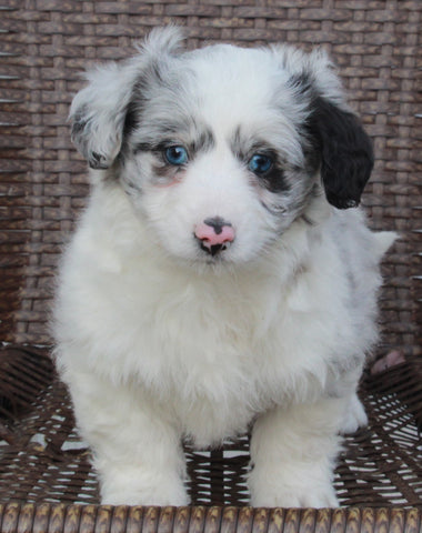 Mini Aussiepoo For Sale Fredericksburg OH Female-Charity