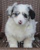 Mini Aussiepoo For Sale Fredericksburg OH Female-Charity