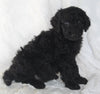 Standard Goldendoodle For Sale Sugarcreek OH Male-Simon