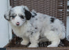 Mini Aussiepoo For Sale Fredericksburg OH Female-Charity