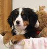 AKC Registered Bernese Mountain Dog For Sale Brinkhaven OH Female-Crista