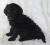 Standard Goldendoodle For Sale Sugarcreek OH Male-Simon