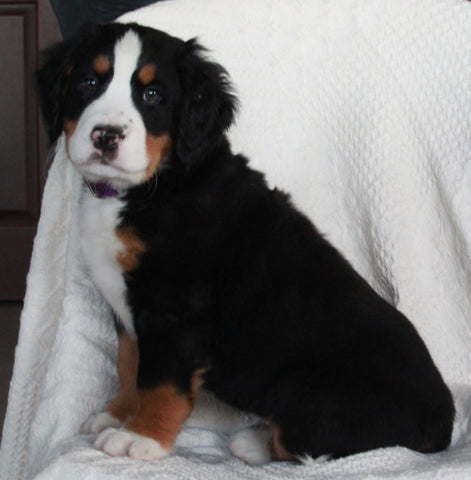 AKC Registered Bernese Mountain Dog For Sale Sugarcreek OH Male-Asher