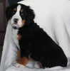 AKC Registered Bernese Mountain Dog For Sale Sugarcreek OH Male-Asher