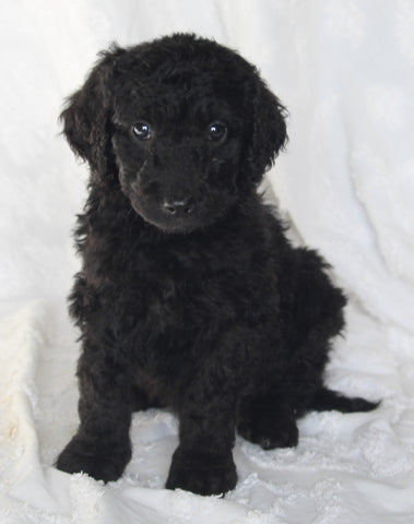 Standard Goldendoodle For Sale Sugarcreek OH Male-Simon