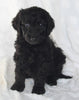 Standard Goldendoodle For Sale Sugarcreek OH Male-Simon