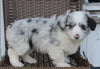 Mini Aussiepoo For Sale Fredericksburg OH Female-Charity