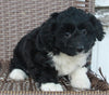 Mini Aussiepoo For Sale Fredericksburg OH Female-Bella