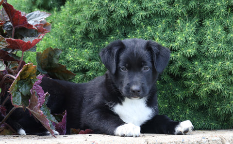 Labrador Retriever Mix For Sale Sugarcreek, OH Male- Leo