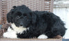 Mini Aussiepoo For Sale Fredericksburg OH Female-Bella