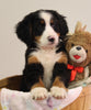 AKC Registered Bernese Mountain Dog For Sale Brinkhaven OH Female-Casey