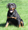 AKC Registered Rottweiler For Sale Sugarcreek OH Female-Georgia