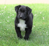Labrador Retriever Mix For Sale Sugarcreek, OH Male- Leo