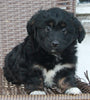 Mini Aussiepoo For Sale Fredericksburg OH Female-Hope