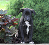 Labrador Retriever Mix For Sale Sugarcreek, OH Male- Mayor