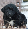 Mini Aussiepoo For Sale Fredericksburg OH Female-Hope