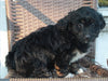 Mini Aussiepoo For Sale Fredericksburg OH Female-Hope