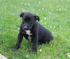 Labrador Retriever Mix For Sale Sugarcreek, OH Male- Mayor