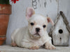 AKC Registered French Bulldog For Sale Millersburg, OH Male- Rocky
