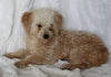 Micro Mini Goldendoodle For Sale Sugarcreek OH Male-Charlie
