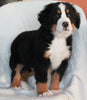AKC Registered Bernese Mountain Dog For Sale Sugarcreek OH Male-Arlo