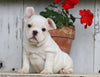 AKC Registered French Bulldog For Sale Millersburg, OH Male- Rocky