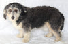 Mini Bernedoodle For Sale Sugarcreek OH Male-Parker