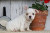 AKC Registered French Bulldog For Sale Millersburg, OH Male- Rocky