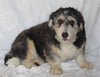 Mini Bernedoodle For Sale Sugarcreek OH Male-Parker