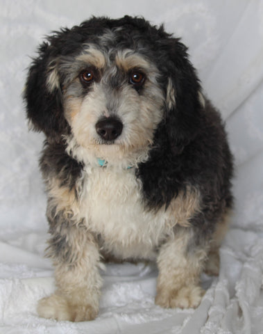 Mini Bernedoodle For Sale Sugarcreek OH Male-Parker
