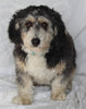 Mini Bernedoodle For Sale Sugarcreek OH Male-Parker