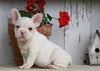 AKC Registered French Bulldog For Sale Millersburg, OH Male- Cooper