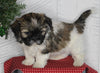 ACA Registered Shih Tzu For Sale Millersburg OH Male-Stocker-Currently House Training!