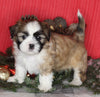 ACA Registered Shih Tzu For Sale Millersburg OH Male-Wrangler-Currently House Training!