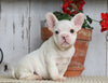 AKC Registered French Bulldog For Sale Millersburg, OH Male- Cooper
