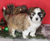 ACA Registered Shih Tzu For Sale Millersburg OH Male-Wrangler-Currently House Training!